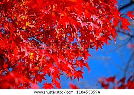 Red leaf, Autumn season leaf in Japan