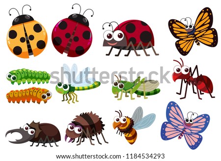 A set of insect illustration
