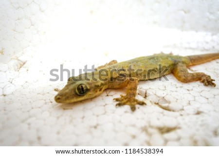 Lizard in the house, white background