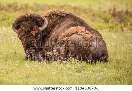 Sleepy bison on the prairie, buffalo