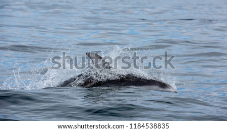 White sided dolphin 