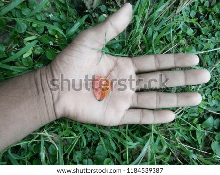 Red Yellow leaf on hand with green background