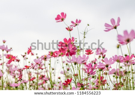 These colorful Cosmos bipinnatus flowers are growing up in the early morning.