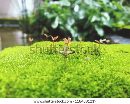 Green moss in the rainy season