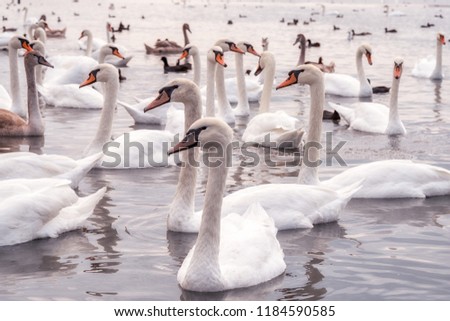 lake with white swans, close up