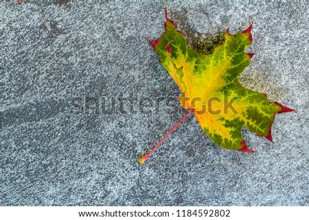 picture of a dried leaf and the word autumn with a retro effect