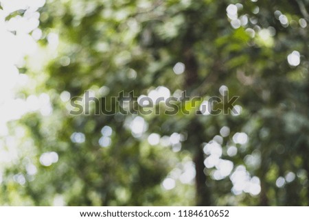 Blurred background of sun light with nature