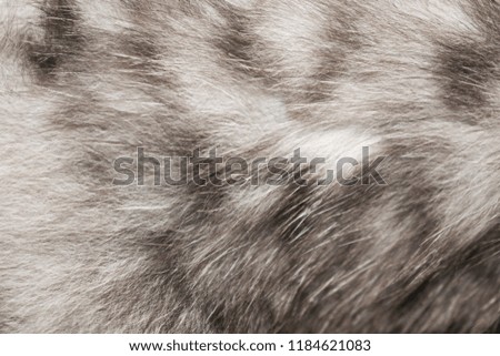 gray fluffy fluffy soft for background design
