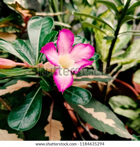 Tropical flowers Thailand