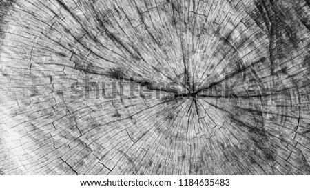 Nature of tree wood texture surface