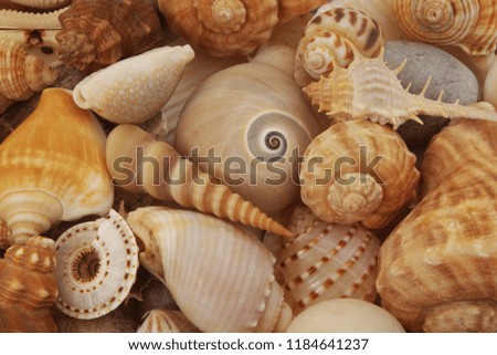 Seashell background. Macro shot of beautiful sea shells.