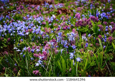 Spring flowers - scilla and corydalis, selective focus