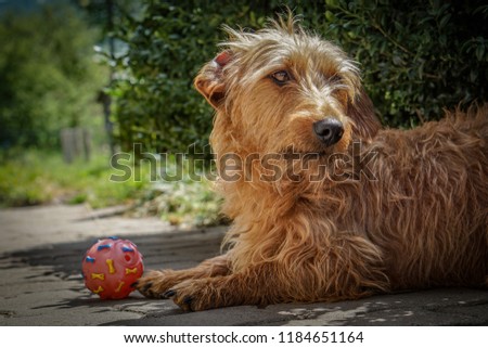 Cute wirehaired dachshund protecting a red ball