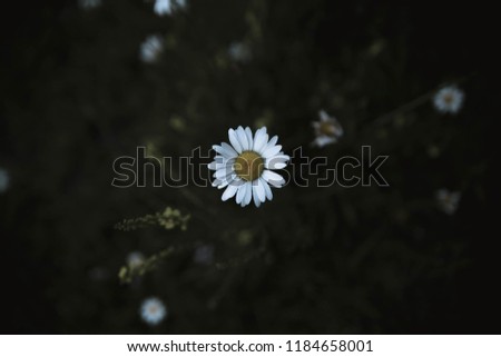 Solo White Flower