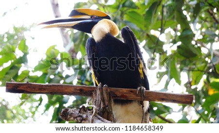 Yellow Billed Hornbill Great hornbill, Great indian hornbill, Great pied hornbill, selective focus