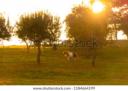 Grazing pony in a field