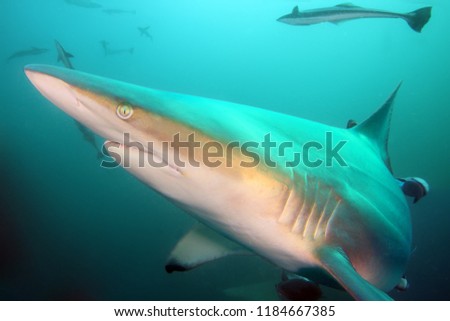 The blacktip shark (Carcharhinus limbatus), portrait in the ocean.