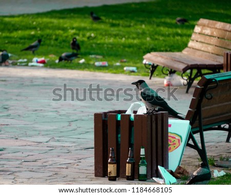 A Picture of a flock of crows eating garbage from a trash bin and doing mess in the public park.
