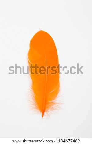 Colored feathers over white background.