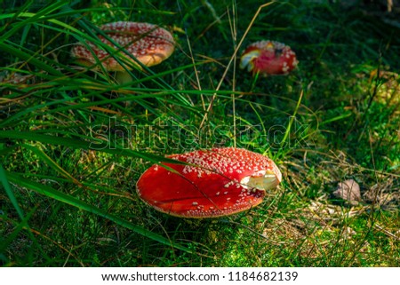 Some red mushrooms, Toadstool in the green grass