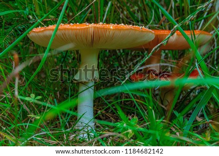 Some red mushrooms, toadstool in the green grass