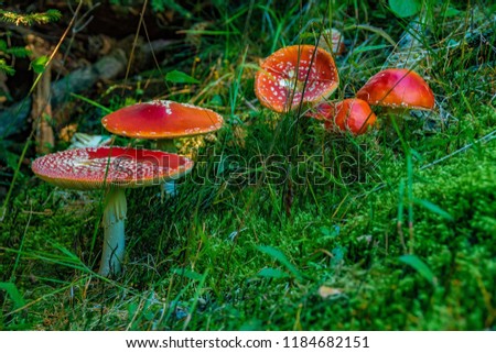 Some red mushrooms, toadstool in the green grass