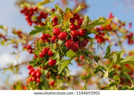 Red fruit of Crataegus monogyna, known as  hawthorn or single-seeded hawthorn ( may, mayblossom, maythorn, quickthorn, whitethorn, motherdie, haw ) Royalty-Free Stock Photo #1184693905