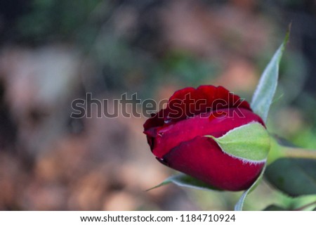 Beautiful lonely red fresh rose bud with dew on petals on the background of nature. The picture taken at flower garden in sunny summer day.