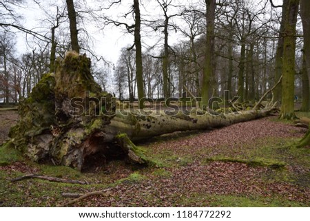 Fallen dead tree in forest