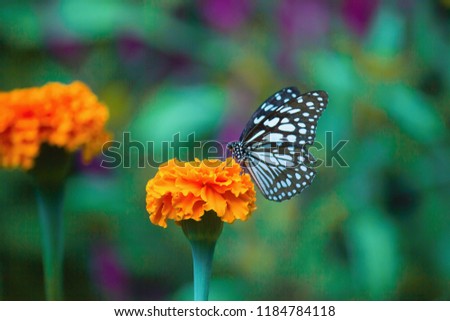 The blue spotted milkweed butterfly sitting on the flower plants in a nice green background