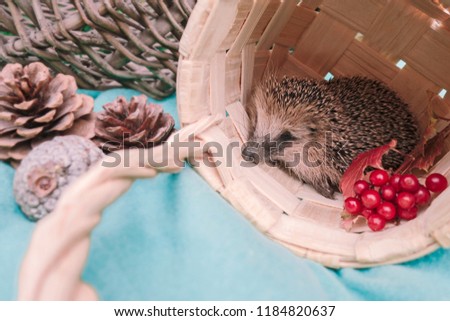 Cute wild hedgehog in the basket. Autumn concept.
