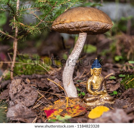 Golden Buddha Statue in a Forest with a Mushroom