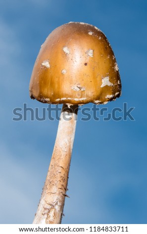 Amanita muscaria toadstool mushroom in the sky