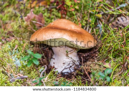 Mushroom in a Deep Primeval Forest in Latvia