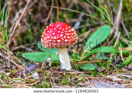 Amanita muscaria toadstool mushroom in a forest in Latvia Royalty-Free Stock Photo #1184836063