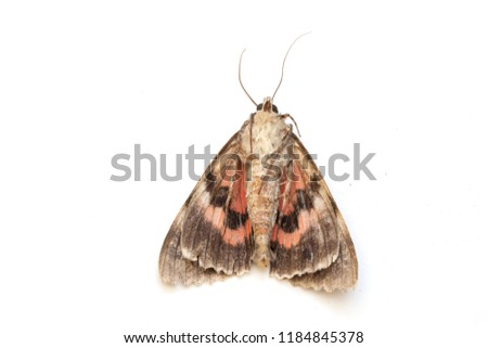 Close Up of a Dead Brown and Red Moth on White Background