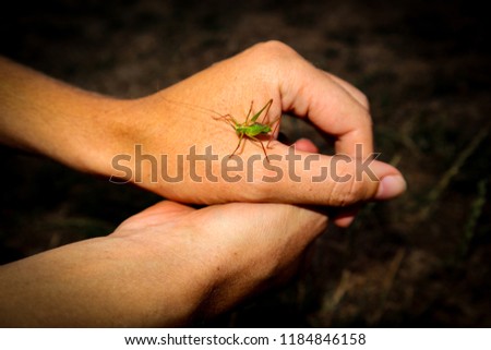A hitchhiker cricket rests on a person's hand