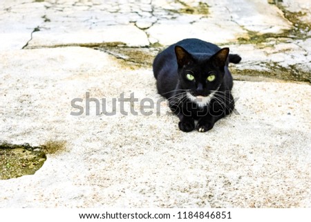 Black cat sunbathing on the concrete road in the morning of September 2018.