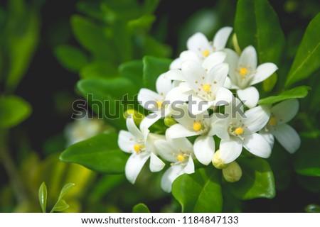White flower of Andaman satinwood, Chanese box tree, Cosmetic bark tree, Orange jasmine, Orange jessamine, Satin wood (Murraya paniculata Jack) in the flower garden Royalty-Free Stock Photo #1184847133
