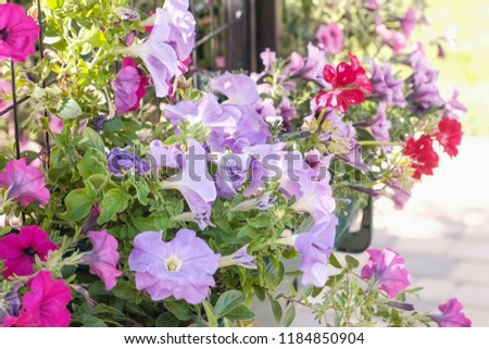 Flowerbed with multicoloured petunias in the outdoor.