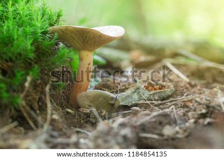 Small mushroom in a forest on green moss with dry leaves. Macro photo shoot of nature.