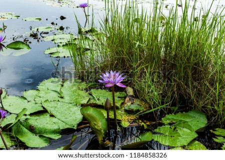 lotus, blue, flower, water, lily, beautiful, nature, green, yellow, floral, blossom, flora, blooming, background, natural, bloom, macro, isolated, beauty, tropical, summer, plant, botany, flowers, wat
