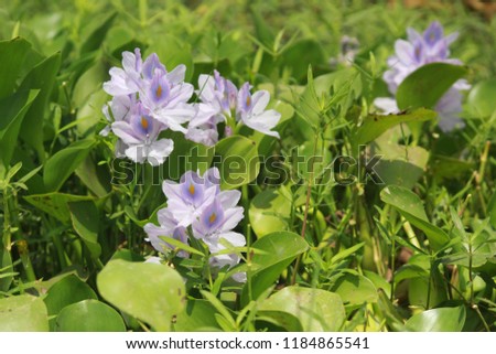 Flower natural background