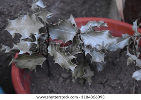 
Flower pot with dried mistletoe leaves