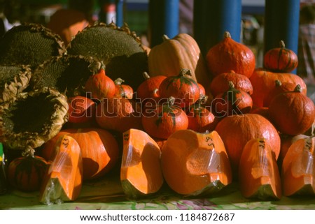 autumn pumpkins harvest/ thanksgiving,halloweenbackground/ healthy organic food