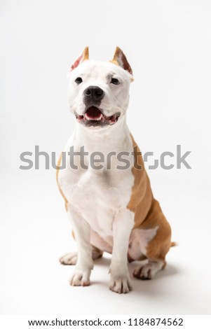 Red american staffordshire terrier with cropped ears sits indoor at white background