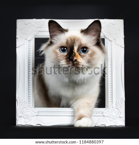 Excellent tortie young Sacred Birman cat kitten laying in / stepping through a white photo frame, looking straight at camera with blue eyes, isolated on black background