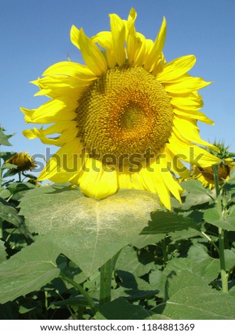   A young bright yellow sunflower with pollen on a green leaf against the background of a field and a blue sky on a sunny summer day.                              