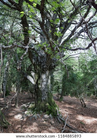 A wide angle photo of a big tree covered with moss in the Piedrafita de Jaca forest in the Aragonese Pyrenees