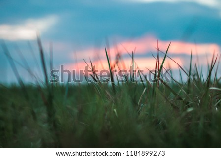 Close up picture from gras with a beautiful sunset.